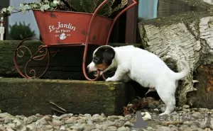 Photo №2 to announcement № 126470 for the sale of jack russell terrier - buy in Germany private announcement