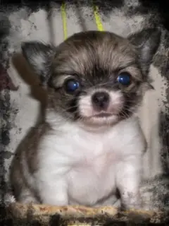 Photo №4. I will sell chihuahua in the city of Naberezhnye Chelny. breeder - price - 137$