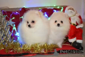 Photo №2 to announcement № 79572 for the sale of pomeranian - buy in United Kingdom private announcement