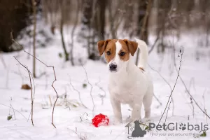 Additional photos: Pedigree puppy Jack Russell Terrier