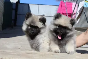 Additional photos: Keeshond