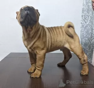 Additional photos: Brutal Shar Pei puppy