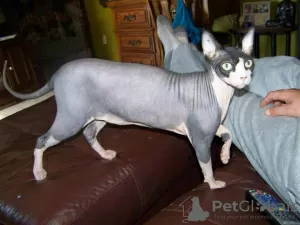 Photo №3. SPHYNX KITTENS. Russian Federation