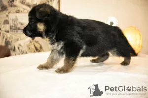 Photo №3. German shepherd puppies. Russian Federation