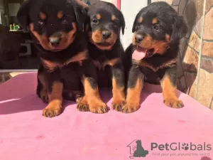 Photo №1. rottweiler - for sale in the city of Berlin | negotiated | Announcement № 30225