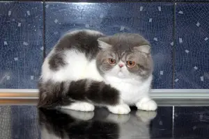 Photo №1. exotic shorthair - for sale in the city of Moscow | 78$ | Announcement № 2168