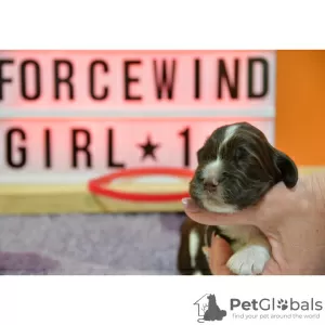 Additional photos: FCI Kennel Forcewind / English Springer spaniel /