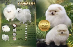 Photo №3. Miniature Spitz Boy (Pomeranets). Russian Federation