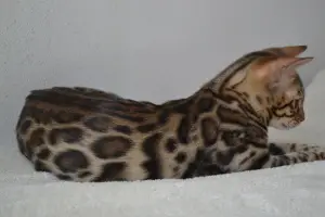 Photo №1. bengal cat - for sale in the city of Brest | 244$ | Announcement № 2092