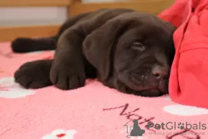 Photo №1. labrador retriever - for sale in the city of Lviv | 478$ | Announcement № 8816