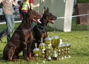 Photo №3. Best Handler in Bulgaria in Bulgaria