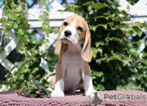 Photo №4. I will sell beagle in the city of Milan. from nursery - price - 423$