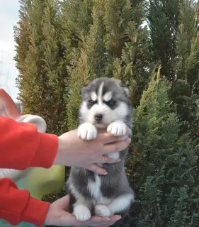 Additional photos: Siberian Husky puppies are offered to reserve