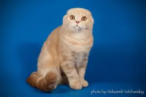 Additional photos: Scottish Cream Fold baby