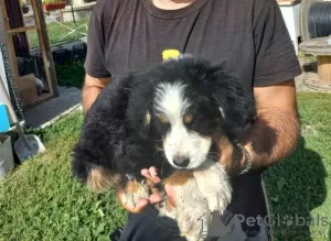 Photo №2 to announcement № 74400 for the sale of bernese mountain dog - buy in Serbia 