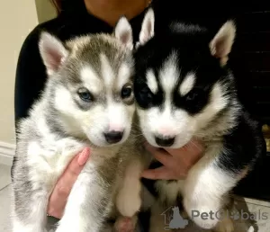 Photo №1. australian cattle dog, siberian husky - for sale in the city of St. Petersburg | 532$ | Announcement № 11965