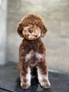 Photo №2 to announcement № 96523 for the sale of lagotto romagnolo - buy in Macedonia breeder