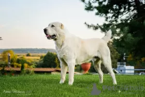 Additional photos: Central asian shepherd puppies for sale