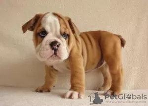 Photo №2 to announcement № 63949 for the sale of english bulldog - buy in United States 