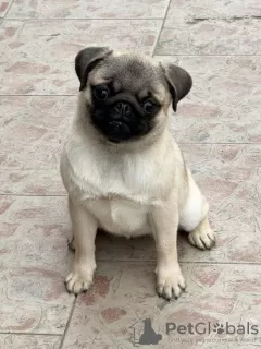 Photo №3. Young female pug. Serbia