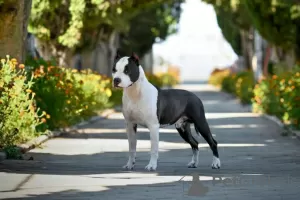 Photo №4. I will sell american staffordshire terrier in the city of Cetynia.  - price - negotiated