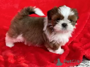 Photo №1. shih tzu - for sale in the city of Alaska | 450$ | Announcement № 66415