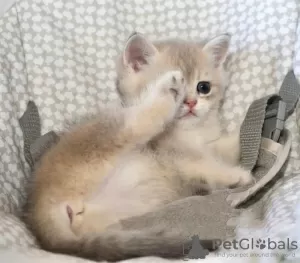 Photo №3. Healthy British Shorthair Kittens. Israel