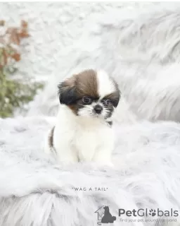 Photo №4. I will sell shih tzu in the city of Бернау. private announcement, from nursery, from the shelter - price - Is free