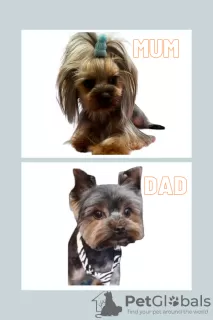 Photo №1. yorkshire terrier - for sale in the city of Indianapolis | 500$ | Announcement № 101291