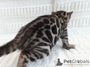 Photo №2 to announcement № 8638 for the sale of bengal cat - buy in Russian Federation from nursery, breeder