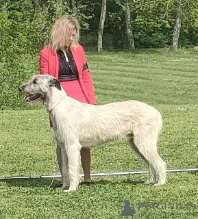 Photo №4. I will sell irish wolfhound in the city of Erre. breeder - price - 2642$