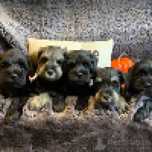 Photo №3. Stunning litter of miniature schnauzers. United States