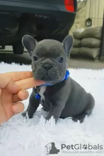 Photo №1. french bulldog - for sale in the city of Chandria | 306$ | Announcement № 94157