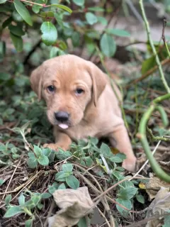 Photo №1. labrador retriever - for sale in the city of San Jose | 310$ | Announcement № 128733