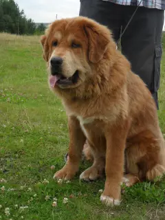 Photo №3. Tibetan mastiff. Russian Federation