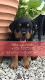 Photo №1. rottweiler - for sale in the city of Falkenberg | negotiated | Announcement № 47602