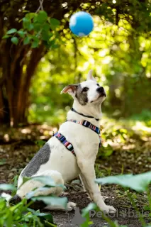 Additional photos: Beautiful Dart puppy in good hands.