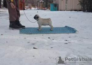 Photo №3. Pug puppies for sale!. Kyrgyzstan