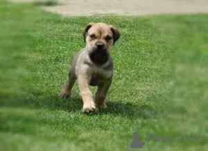 Photo №2 to announcement № 124200 for the sale of boerboel - buy in Belgium private announcement