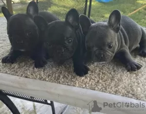 Photo №1. french bulldog - for sale in the city of Göttingen | 150$ | Announcement № 129772