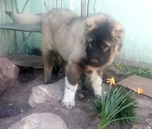 Photo №1. caucasian shepherd dog - for sale in the city of White church | 295$ | Announcement № 6371