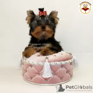 Photo №2 to announcement № 10168 for the sale of yorkshire terrier - buy in Ukraine private announcement, from nursery, breeder