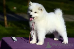 Additional photos: Samoyed puppies for sale