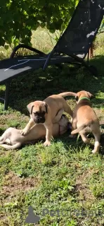 Additional photos: Bullmastiff puppies