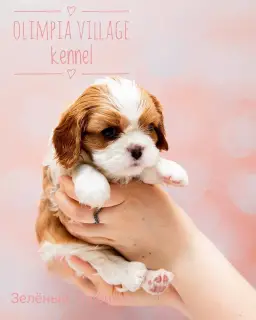 Additional photos: Kennel RKF “Olimpia Village” (Moscow) offers high-pedigree puppies Cavalier King