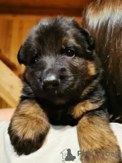 Photo №3. Elite litter of long-haired German shepherds. Russian Federation