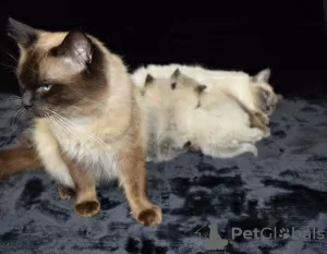 Photo №3. Vaccinated Ragdoll kittens available for loving homes. Spain