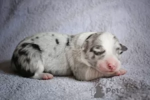 Additional photos: border collie puppies