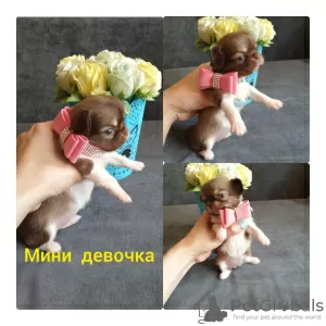 Additional photos: Chihuahua puppies for sale