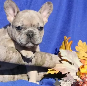 Photo №2 to announcement № 125627 for the sale of french bulldog - buy in United Kingdom 